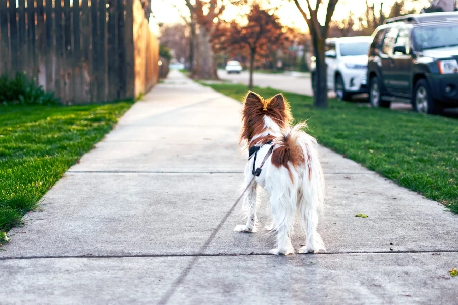 Coleira de cachorro andando no caminho