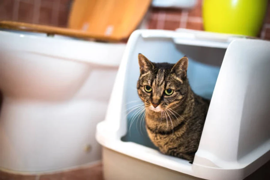 chat regardant hors du bac à litière à capuchon