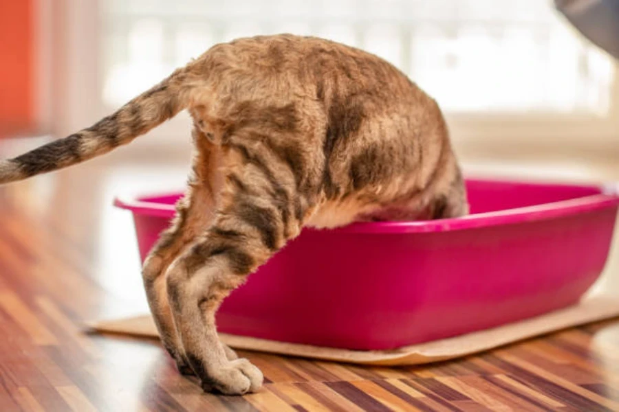 Katze mit gesenktem Kopf in der roten Katzentoilette