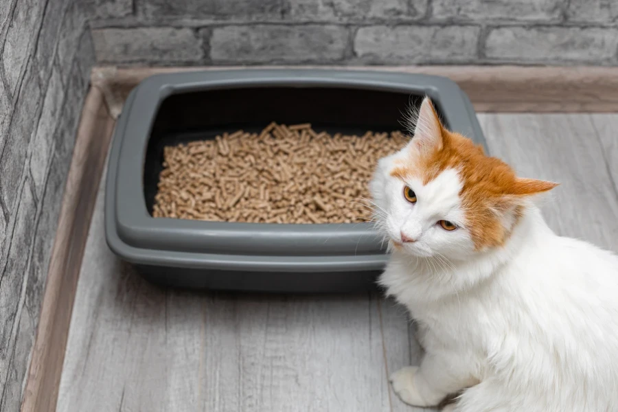 Hauskatze auf dem Hintergrund der Katzentoilette