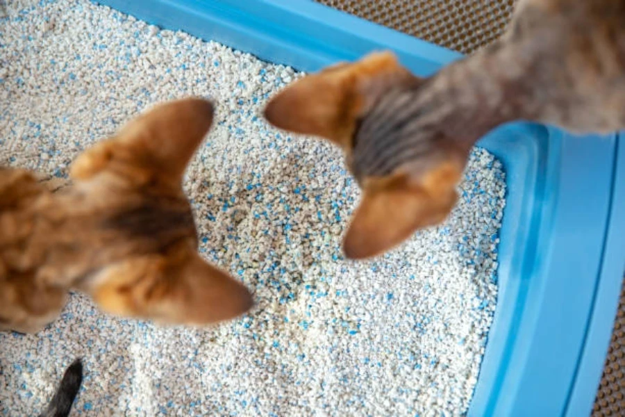 two cats looking down into litter tray