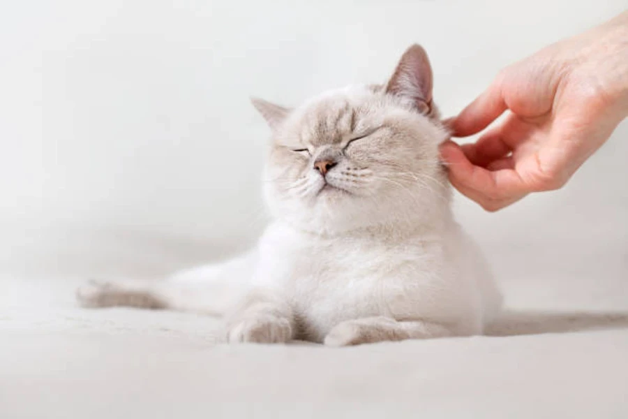 gato blanco siendo rascado detrás de la oreja