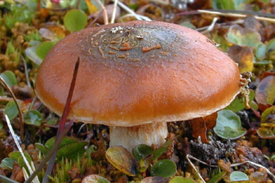 Champignons arctiques