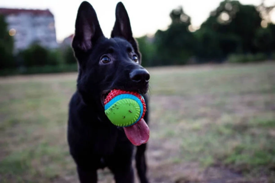 jouet à mâcher pour chien