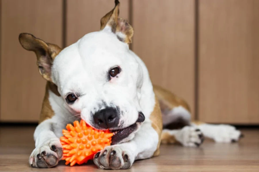 brinquedo para roer cachorro