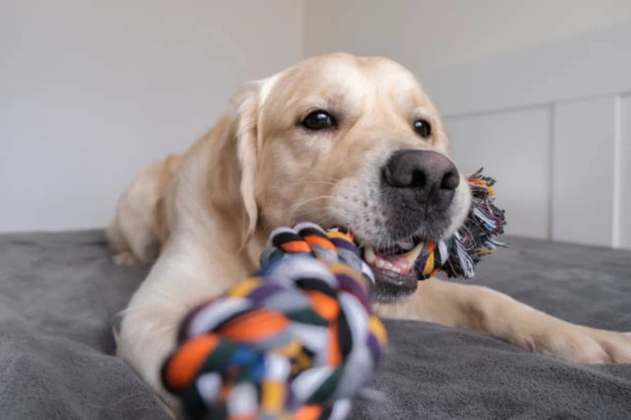 jouet à mâcher pour chien