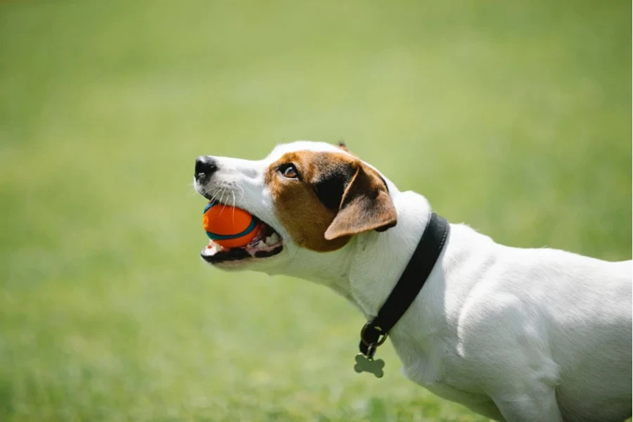 犬の噛むおもちゃ