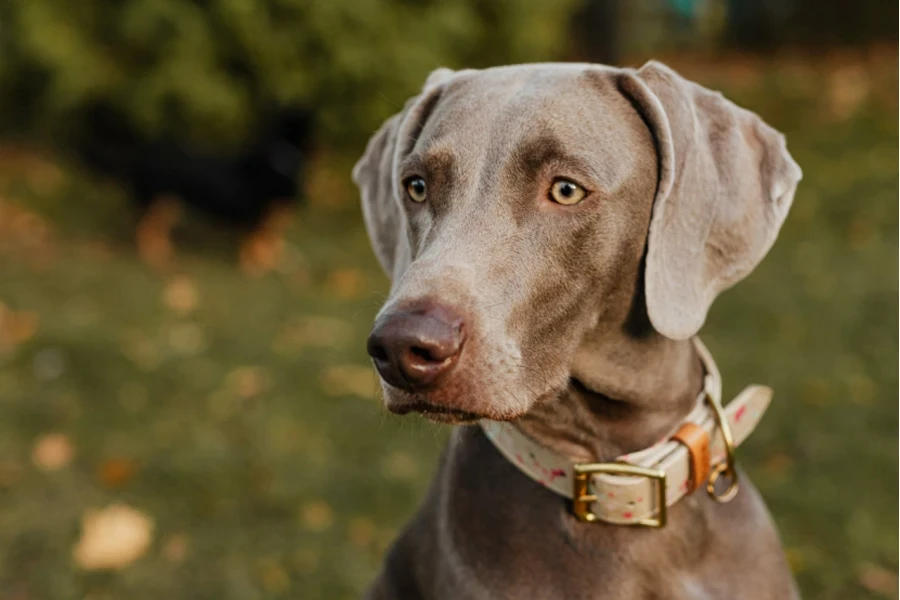 collar de perro