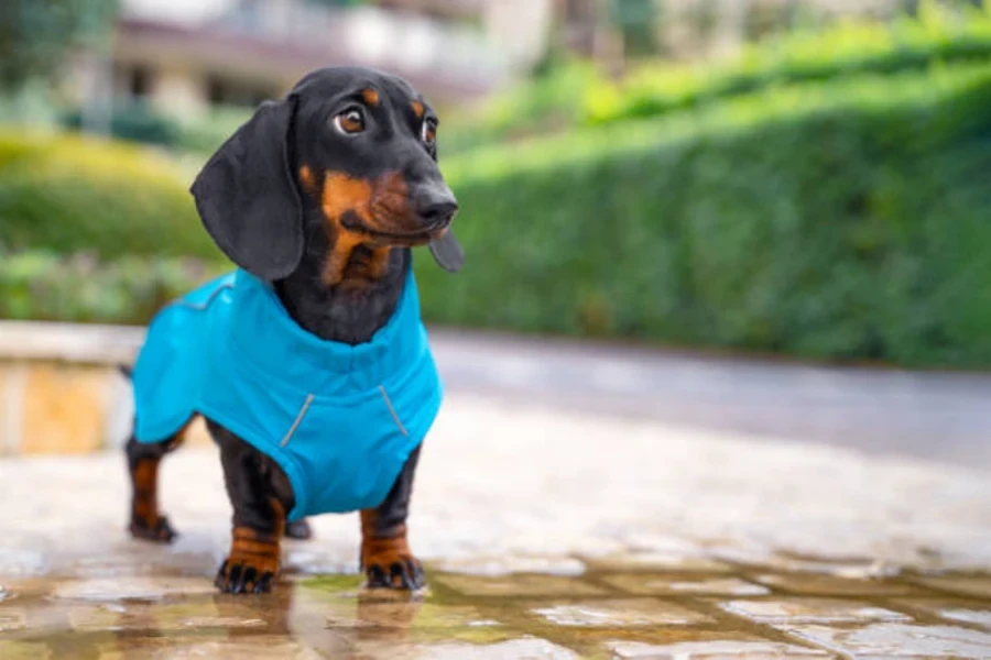 ropa para perros