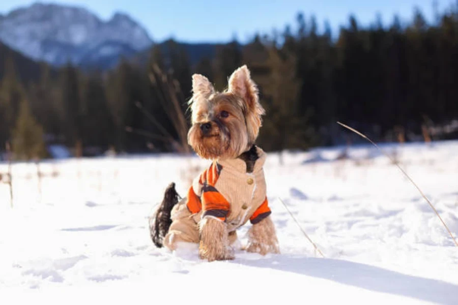 ropa para perros