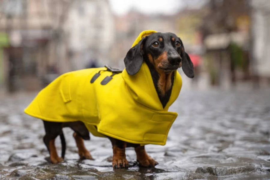 ropa para perros