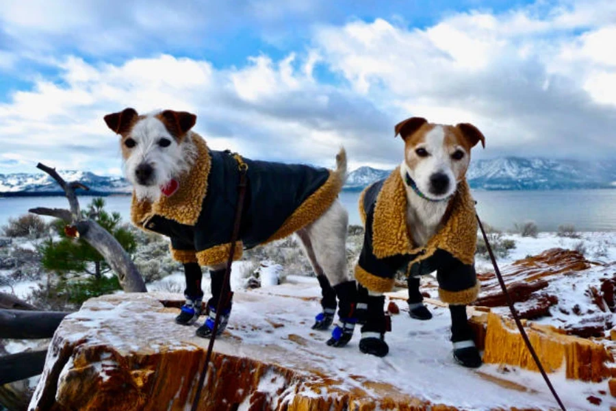 roupas para cães