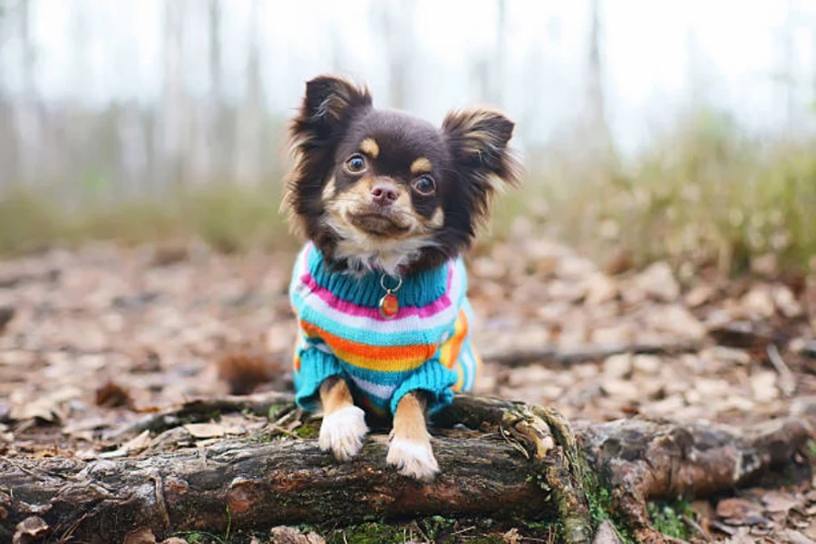 ropa para perros