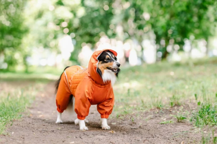 köpek kıyafetleri