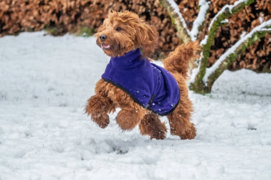 vestiti per cani