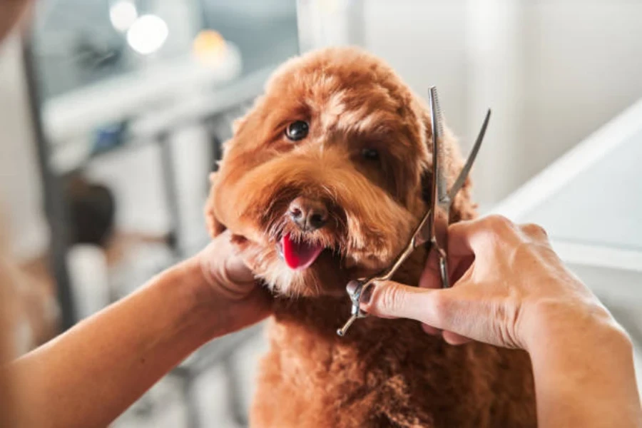 kit de toilettage pour chien