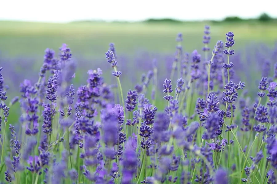 Tampilan jarak dekat dari lavender yang tumbuh di ladang