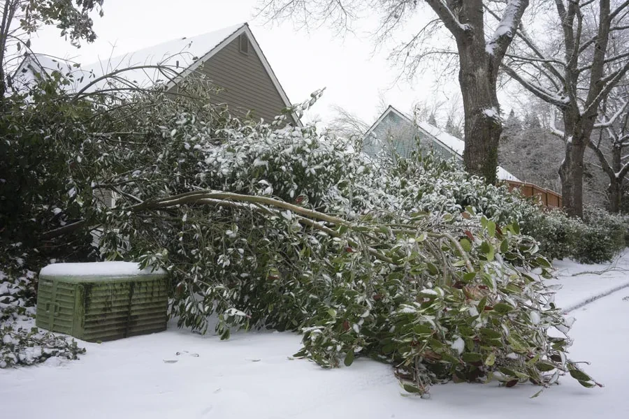 Uma árvore caída depois que a neve e a chuva congelante atingiram