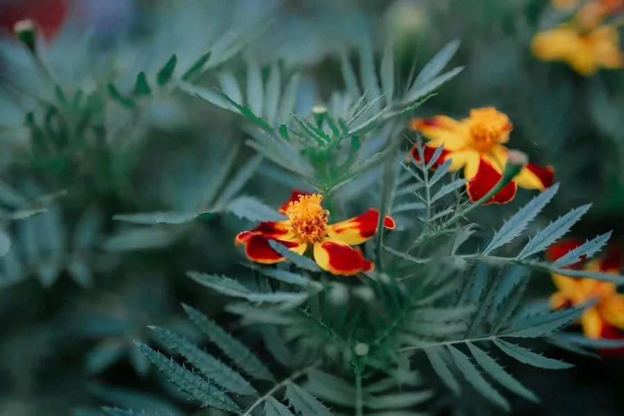 Flores brillantes de caléndula en el jardín de verano