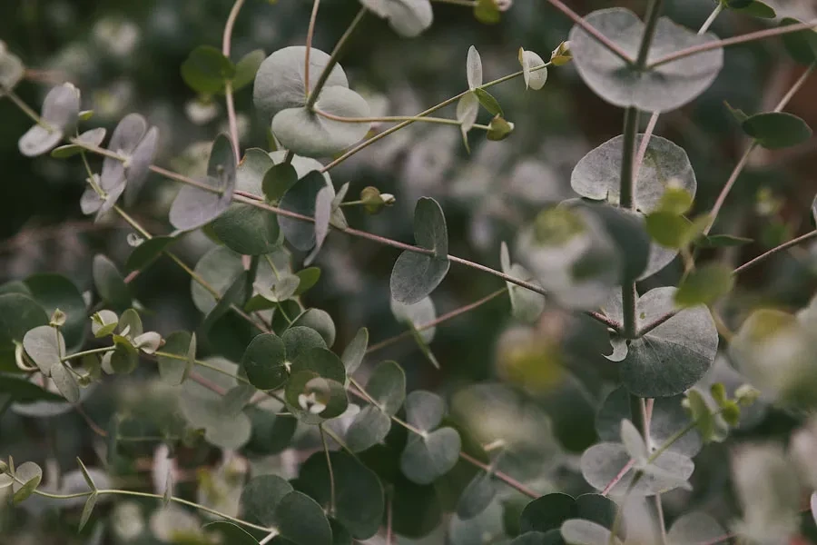 Gambar close up daun kayu putih di pohon