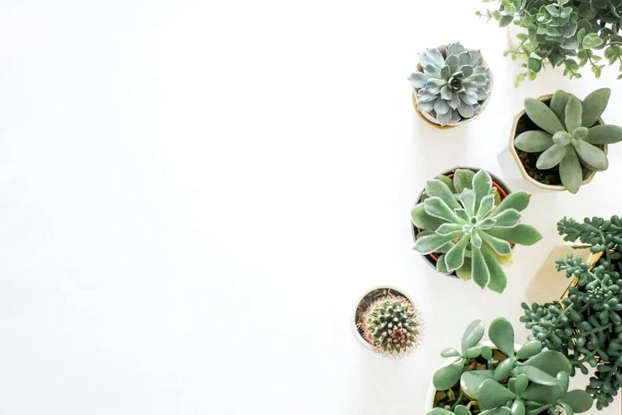 Plantas suculentas verdes em vasos