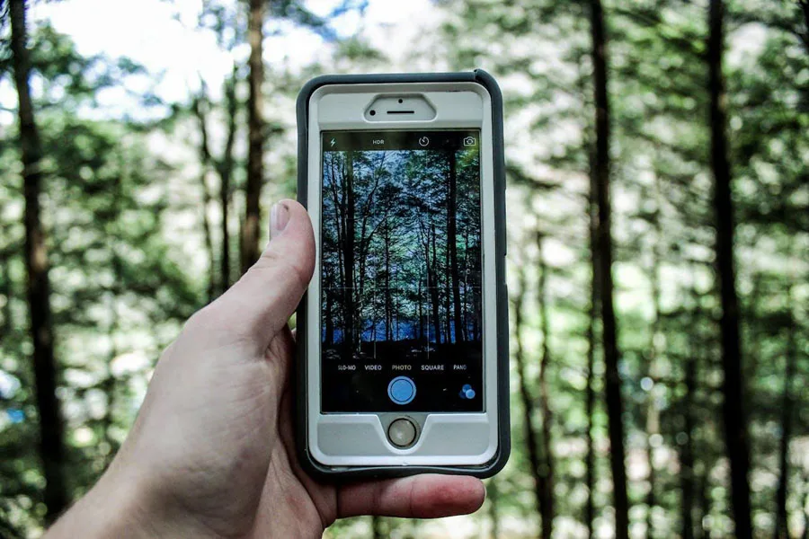 Человек фотографирует деревья на смартфоне