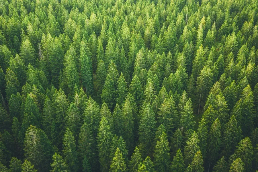 Foto de floresta com árvores verdes