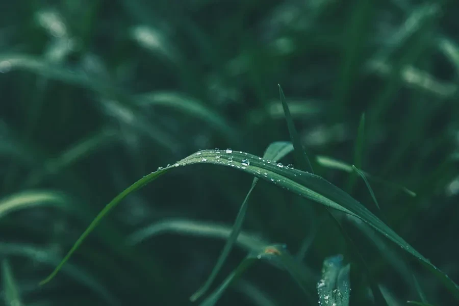 緑の葉の浅い焦点