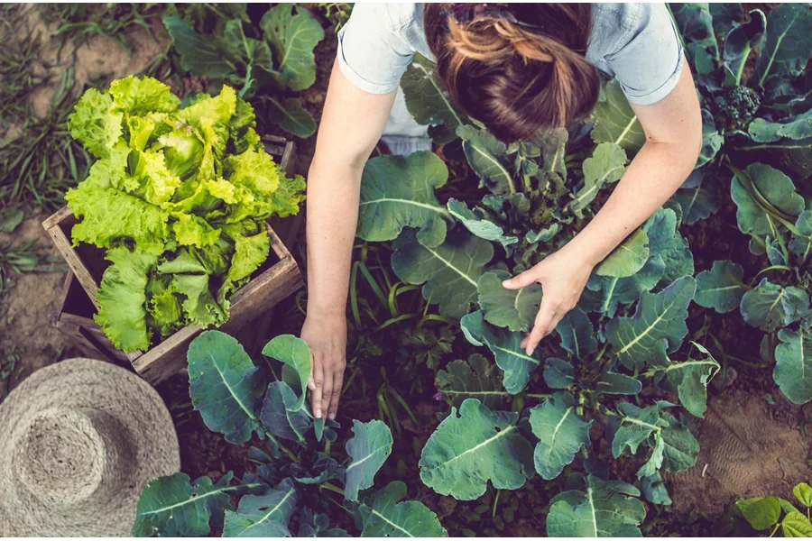 Mujer joven cosechando lechuga de cosecha propia