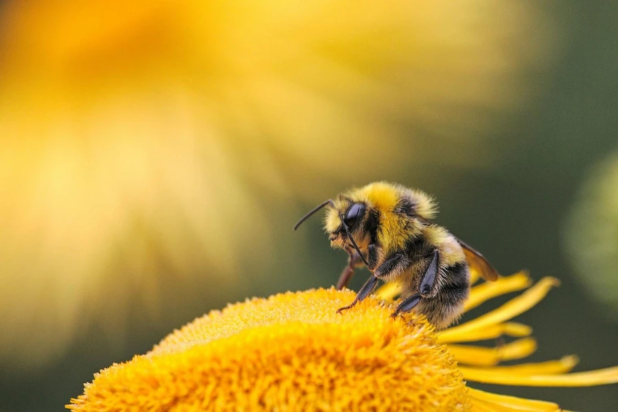 Крупный план пчелы на желтом цветке