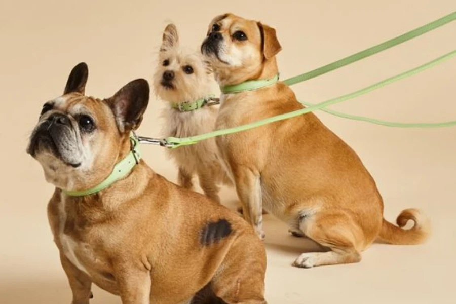 Correas para perros