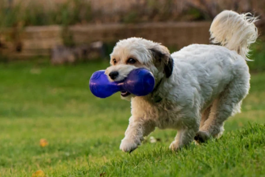 jouet qui couine pour chien