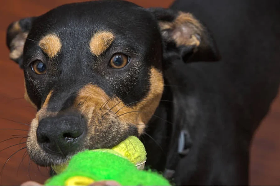 giocattolo cigolante per cani