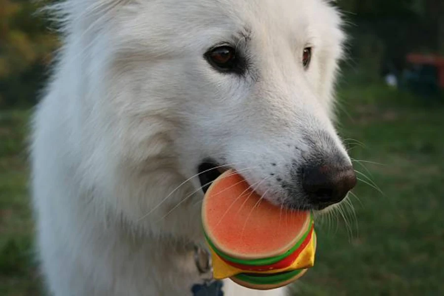 jouet qui couine pour chien