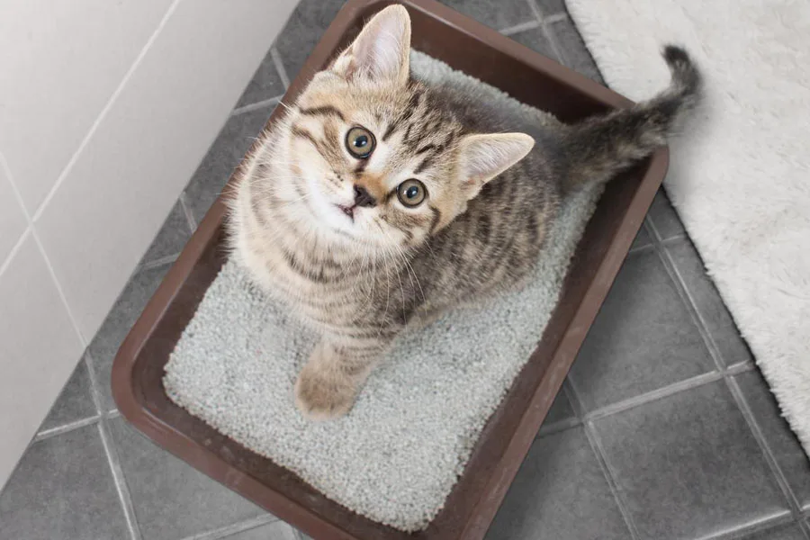 the cat litter boxes and accessories