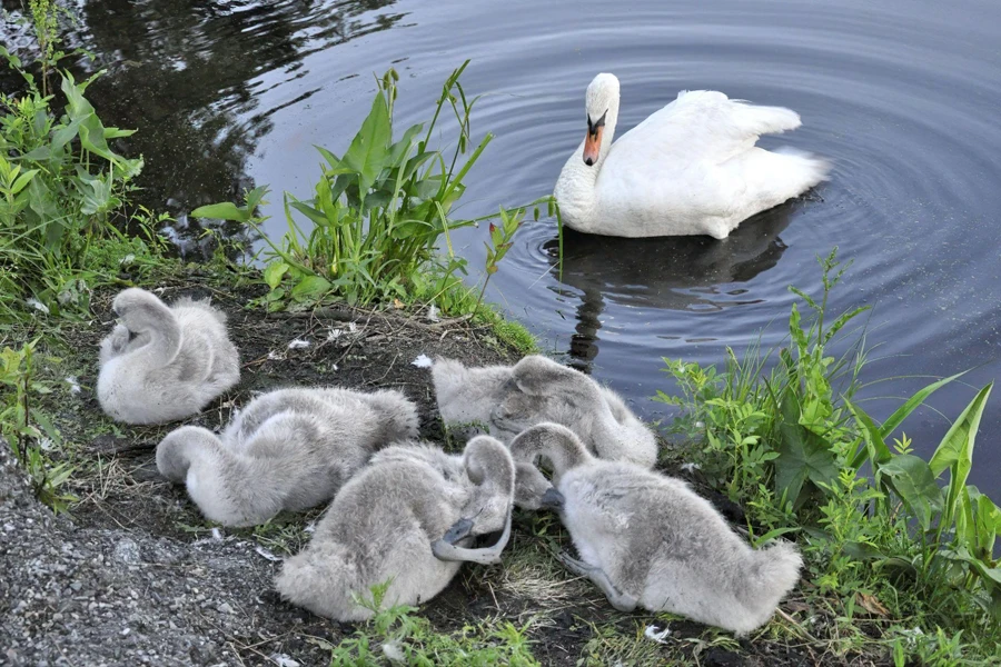 watching over baby swans