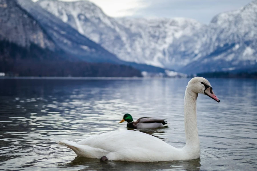 A real white duck beside a duck hunting decoy