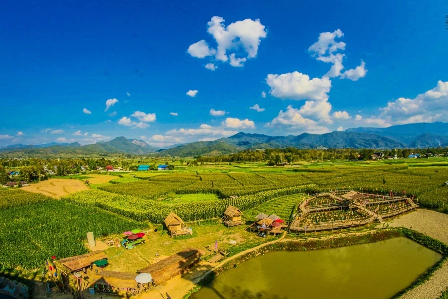 a wide expanse of flat rice paddies ready for harvesting