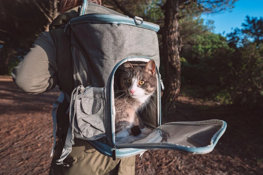 gato em uma mochila