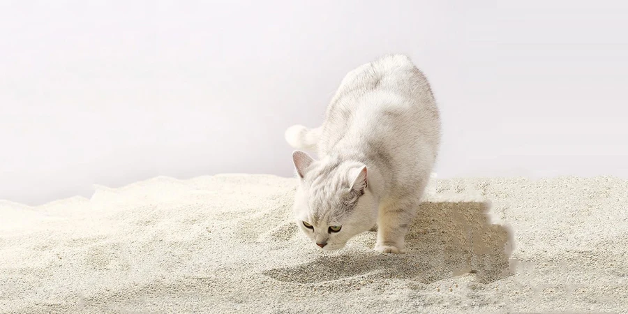 caixa de areia do gato