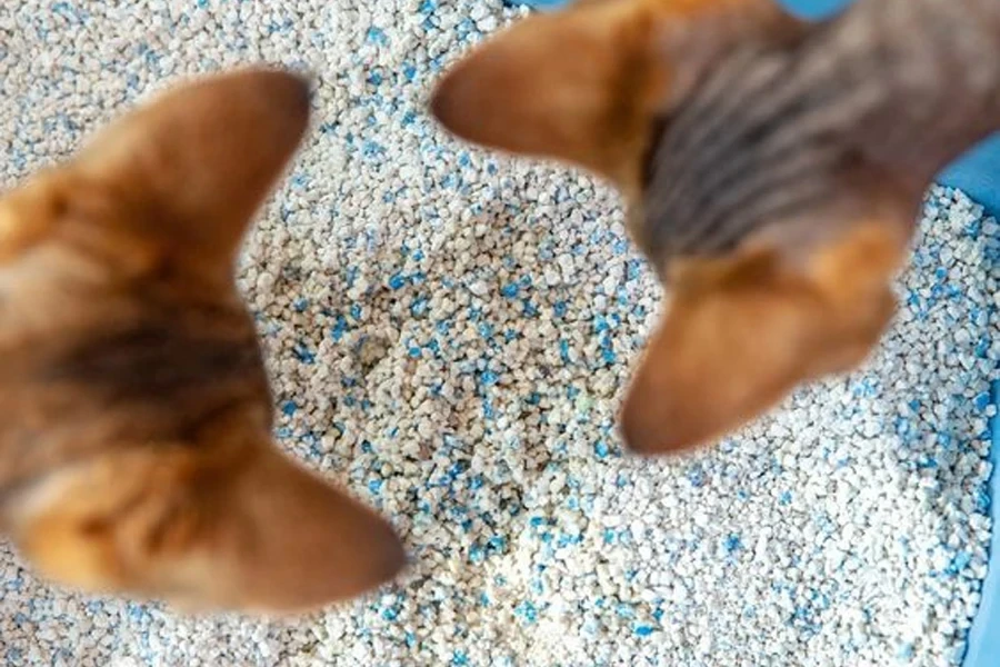 litière pour chats