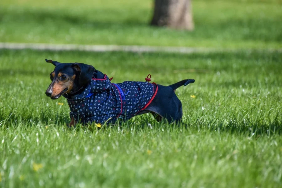 roupas para cães