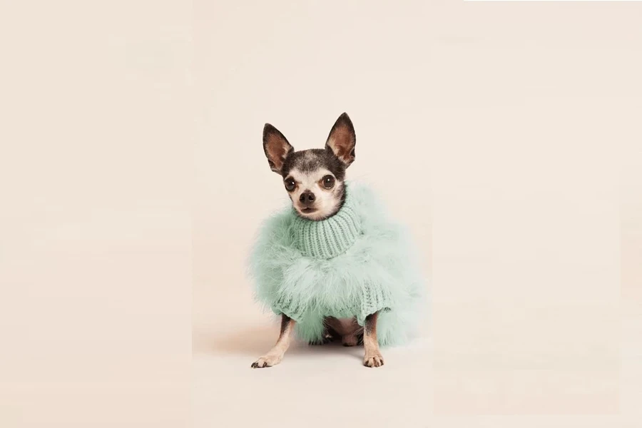 roupas para cães