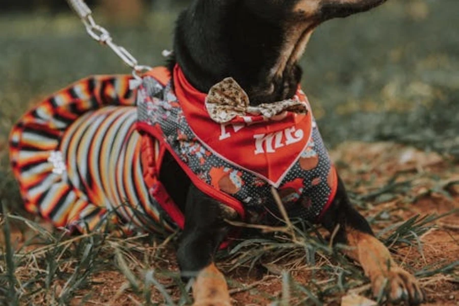 roupas para cães