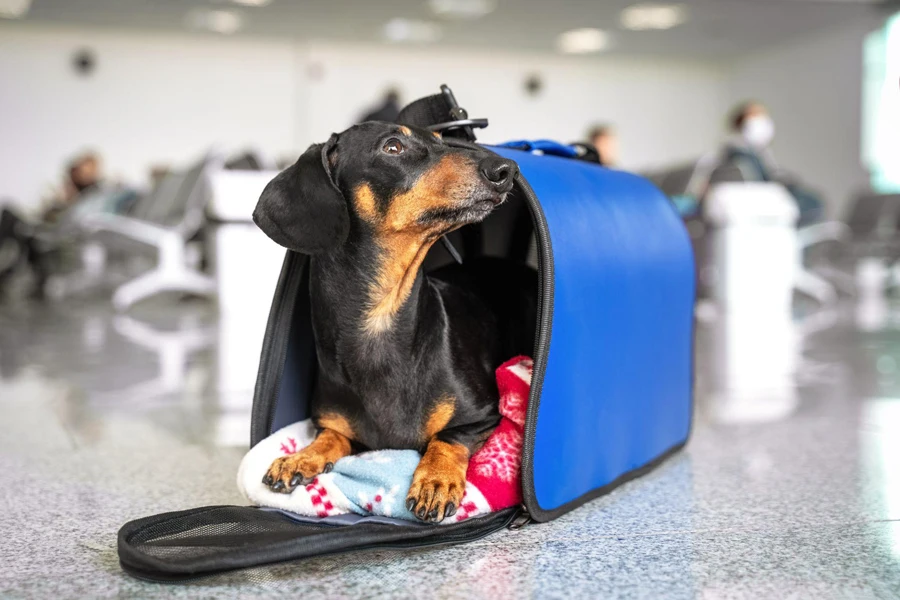 cane nella gabbia della sua borsa da viaggio