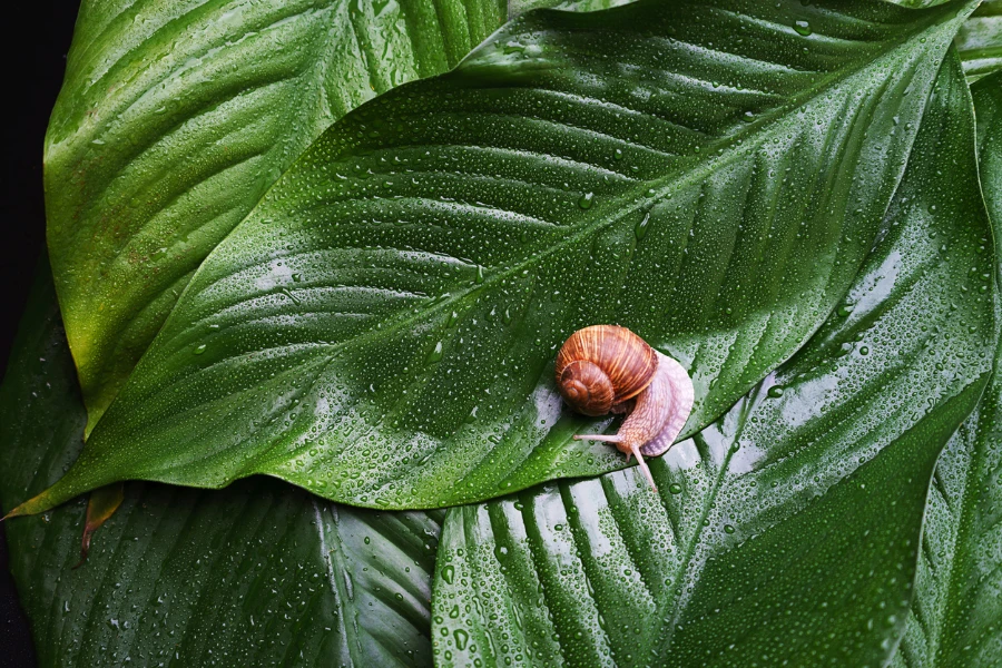雨の滴の背景を持つ緑の葉の上のカタツムリ