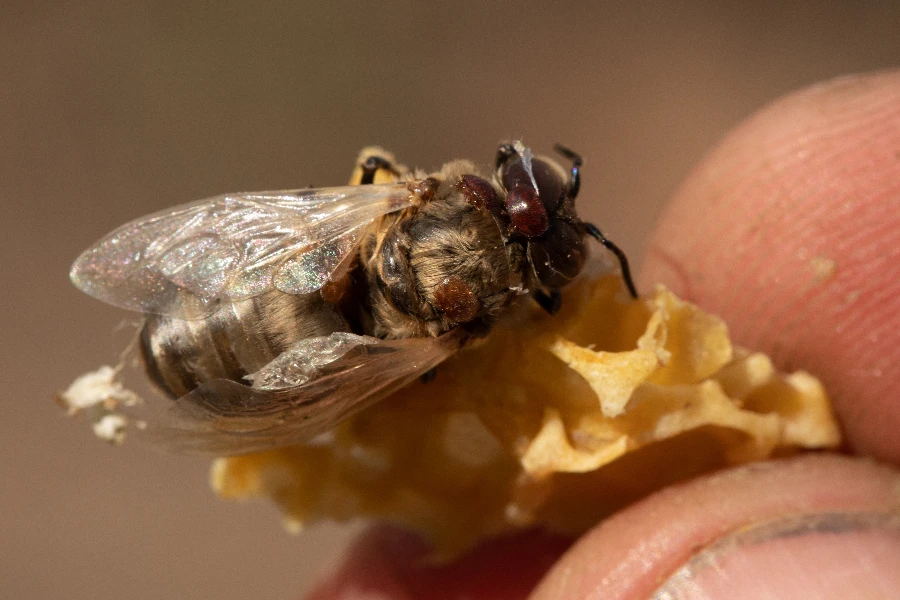 La abeja se ve afectada por el ácaro varroa y un trozo de cera de abejas en la mano del apicultor.