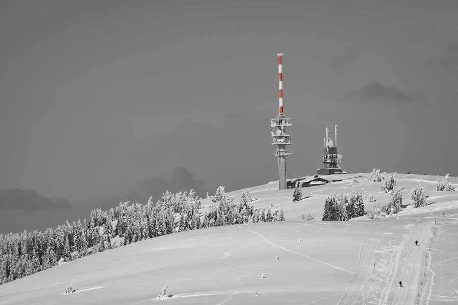 Grüne Bäume mit Schnee