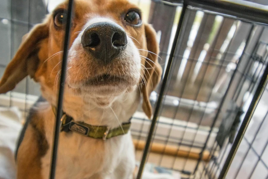 Beagle tricolore adulto