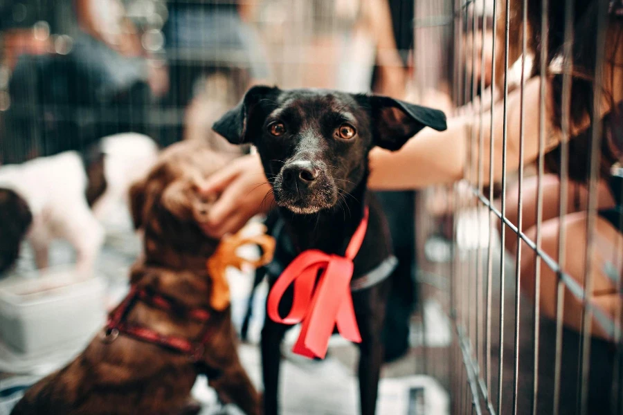 Siyah Köpek Yavrusu fotoğrafı